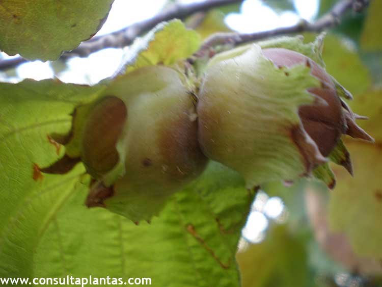 Corylus avellana