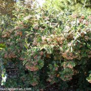 Cotoneaster