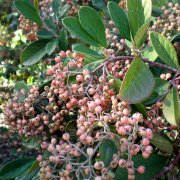 Frutos de Cotoneaster