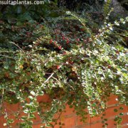 Cotoneaster