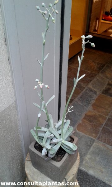 Cotyledon orbiculata arborescens