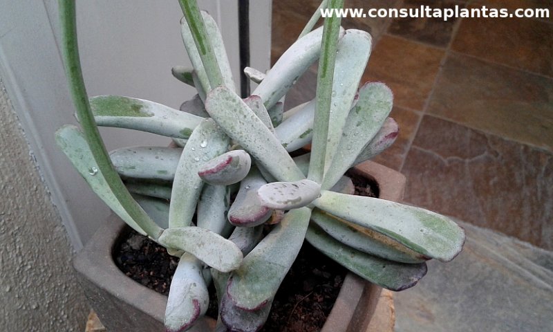 Cotyledon orbiculata arborescens