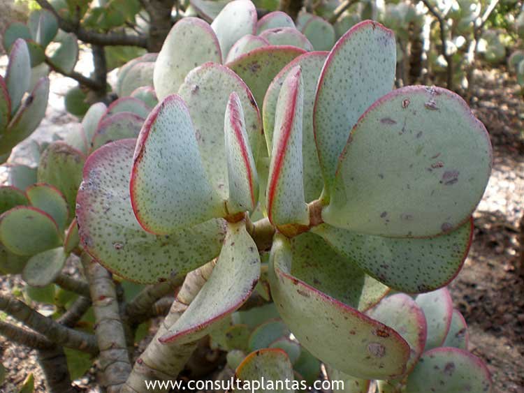 Crassula Arborescens   planta de tamaño mediano en 8,5 cm Pot