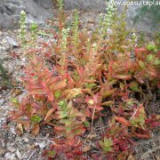 Crassula erosula