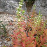Crassula erosula