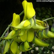 Crotalaria agatiflora