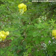 Crotalaria capensis