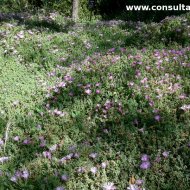 Drosanthemum floribundum