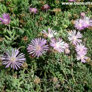 Drosanthemum floribundum