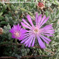 Drosanthemum floribundum