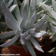 Dudleya albiflora