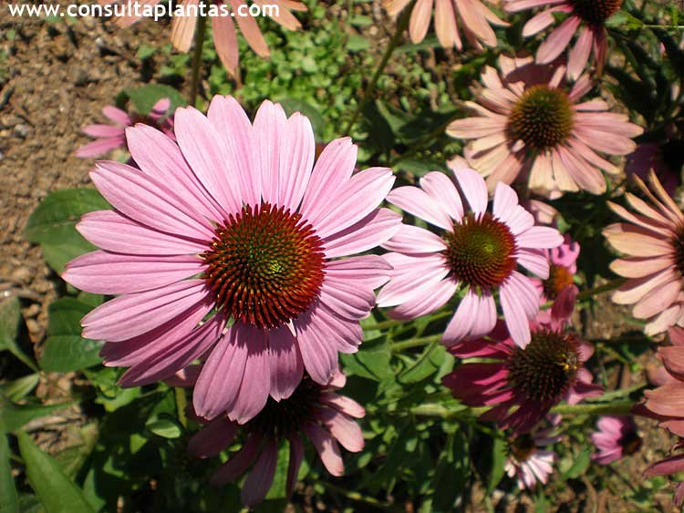 Echinacea Purpurea Planta Cuidados At Caitlyn Buvelot Blog