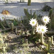 Echinopsis candicans