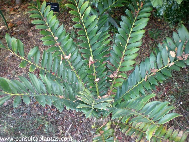 Encephalartos ferox