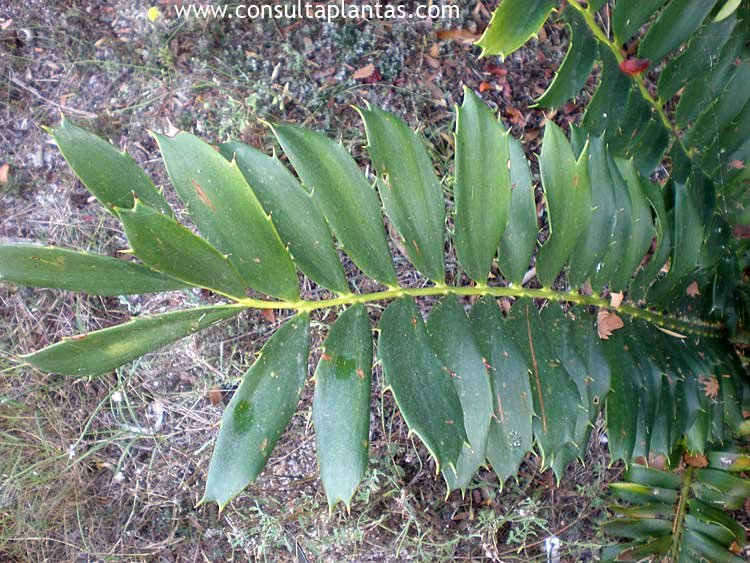 Encephalartos ferox