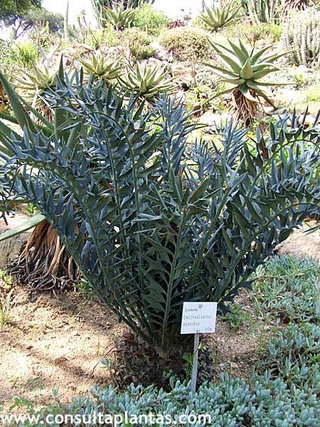 Encephalartos horridus