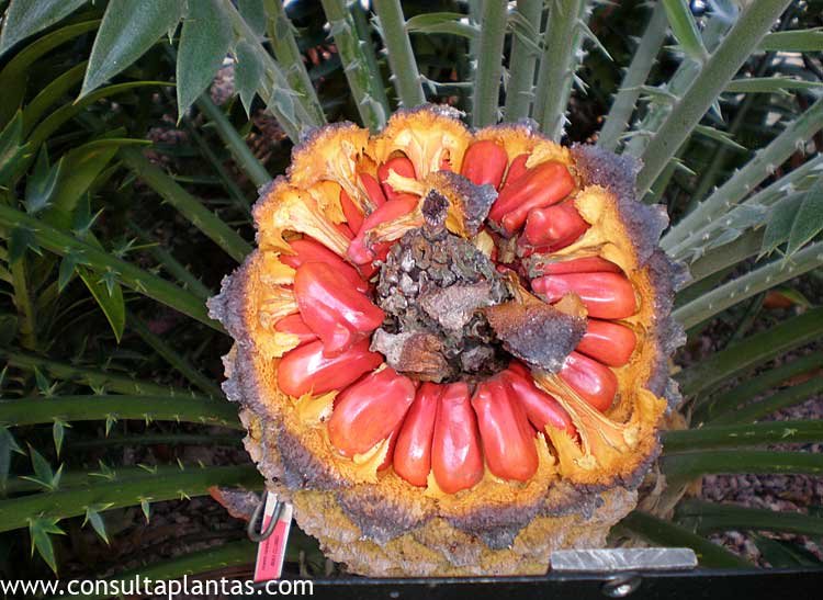 Encephalartos natalensis