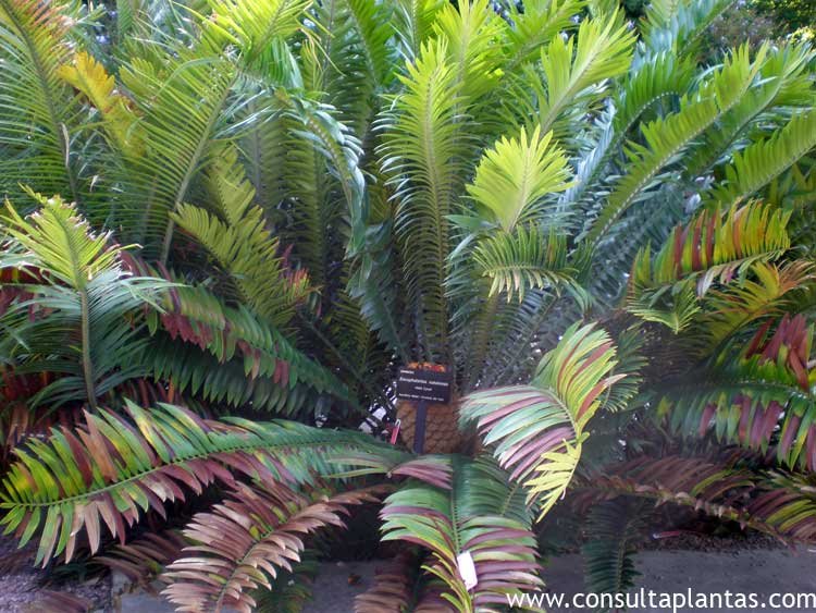 Encephalartos natalensis