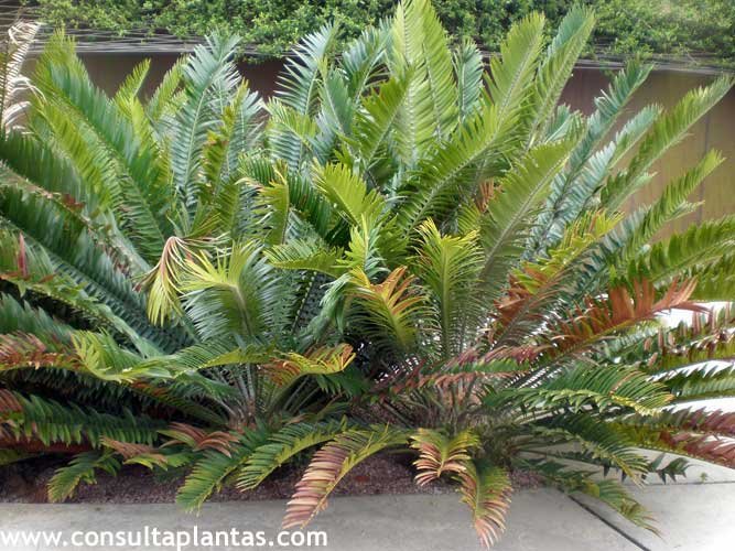 Encephalartos senticosus