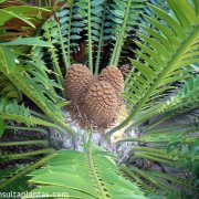 Encephalartos altensteinii