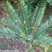 Encephalartos ferox