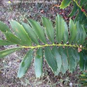 Encephalartos ferox