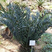 Encephalartos horridus