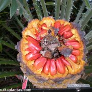 Encephalartos natalensis