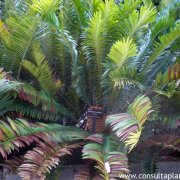 Encephalartos natalensis