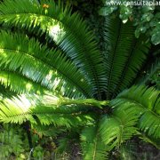 Encephalartos senticosus