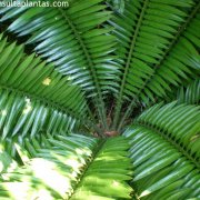 Encephalartos senticosus