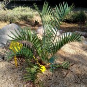 Encephalartos lehmannii