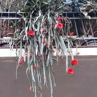 Epiphyllum ackermannii