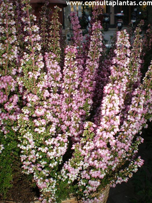 Erica gracilis o Brezo rosa | Cuidados