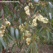 Eucalyptus oleosa