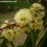 Eucalyptus oleosa