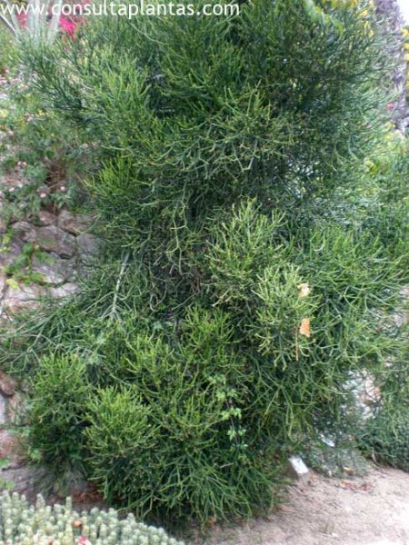 Euphorbia aphylla