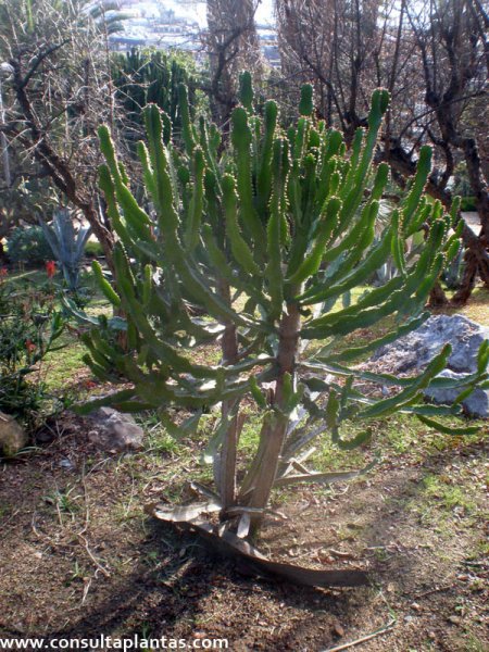 Euphorbia curvirama
