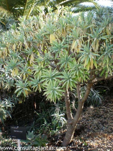 Euphorbia lambii