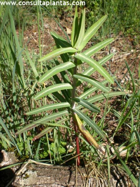 Euphorbia lathyris