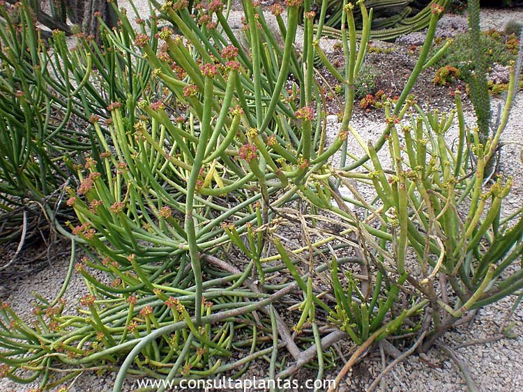 Euphorbia leucadendron
