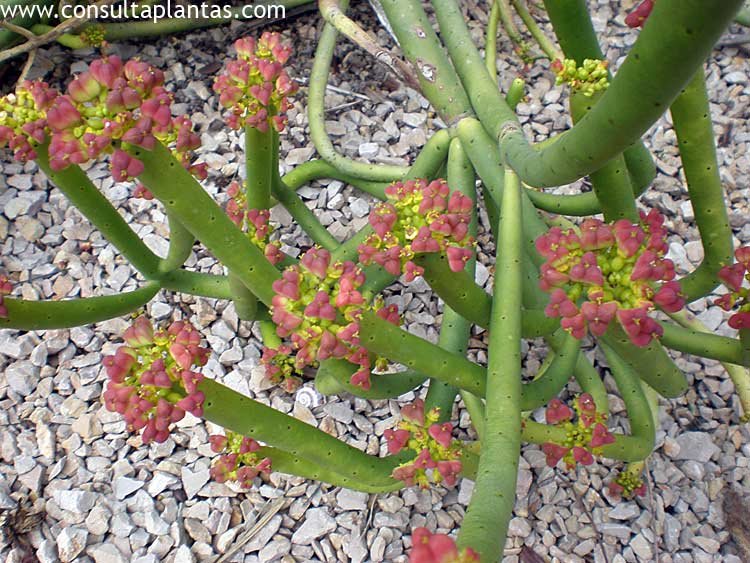 Euphorbia leucadendron