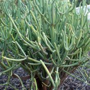 Euphorbia aphylla