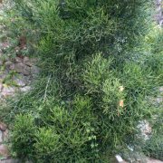 Euphorbia aphylla