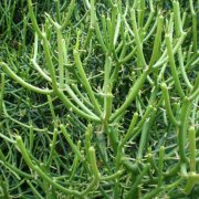 Euphorbia aphylla