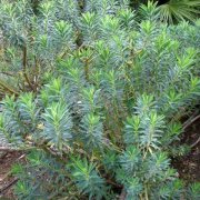 Euphorbia margalidiana