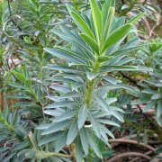 Euphorbia margalidiana