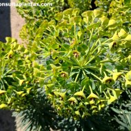 Euphorbia characias