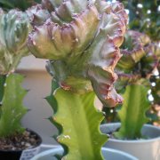 Euphorbia lactea cristata