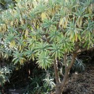 Euphorbia lambii